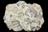 Huge Fossil Pectin (Chesapecten) In Sandstone - Virginia #66393-1